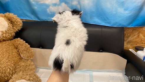 成約済の兵庫県のチワワ(ロングコート)-351382の3枚目